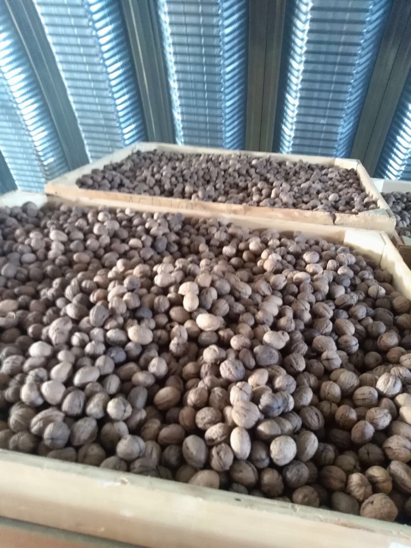 Nueces de cualquier variedad de calibre: Costiujeni, Cogălnicean, Cazacu