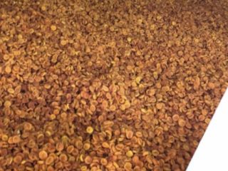 ALBARICOQUES SECOS DULCES 1) Para conservas: PLN 6.50 /