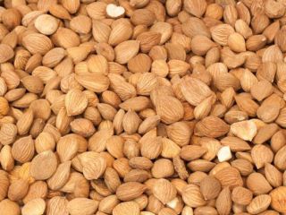 Granos de albaricoque para la venta