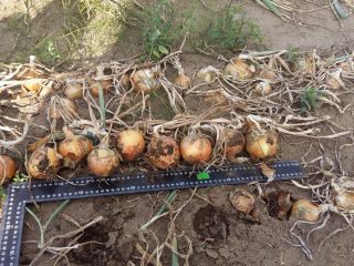 Cebollas en venta - alrededor de 400 toneladas. Variaciones:
