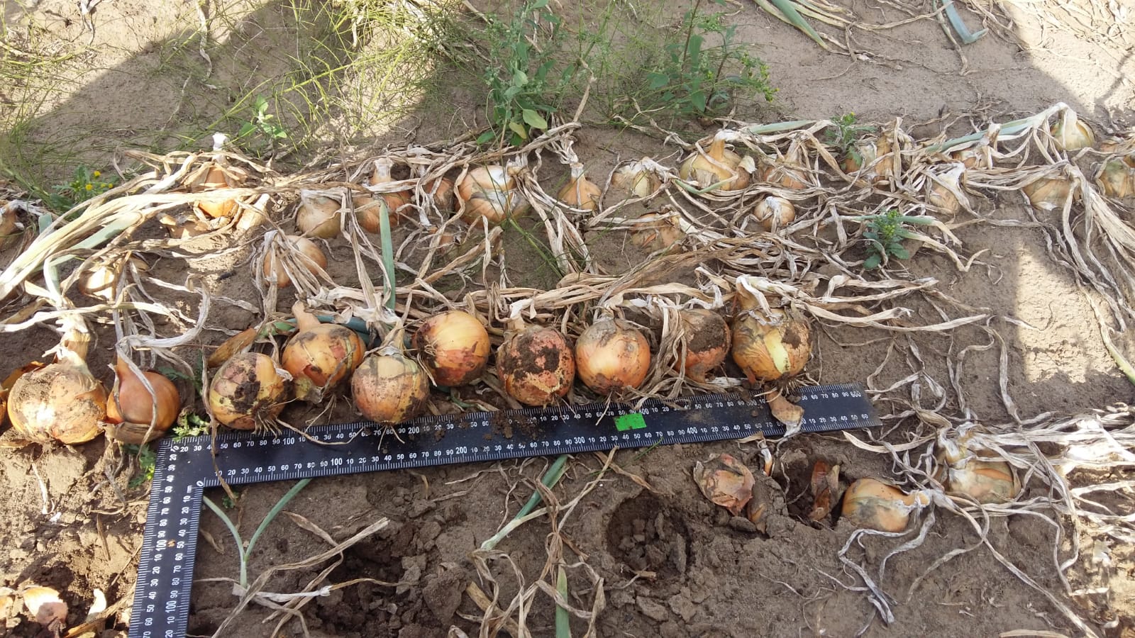 Cebollas en venta - alrededor de 400 toneladas