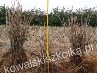 Venda plántulas de grosella roja: 20,000 piezas Rovada, 20000