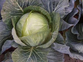 Venderé col, peso medio de la cabeza 5 kg,