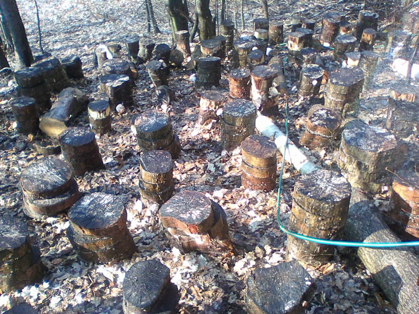 Shiitake (Lentinus Edodes) ECO, uscat natural (secado natural)