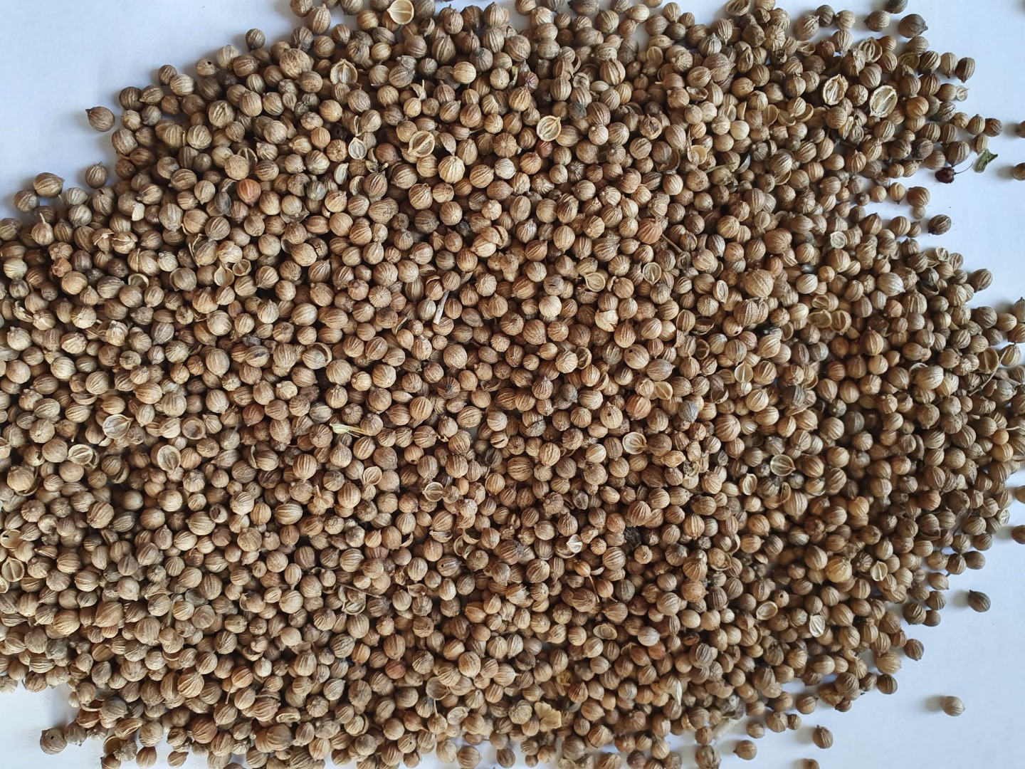 Venderé cilantro de la cosecha de este año, empaquetado en bolsas de 25 kg, cantidad de camión completo
