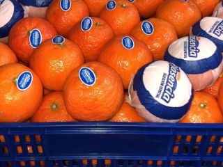 En venta - MANDARIN calibre 1, 2, 3, 4