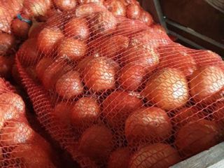 Venderé cebollas en saco Calibre 4-7 Variedad - Bosco,
