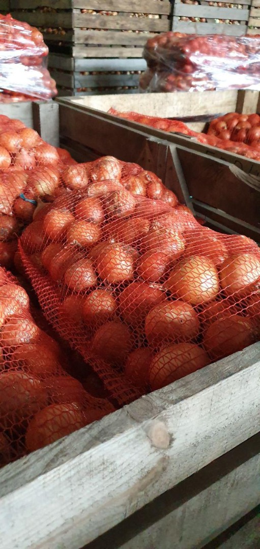 Venderé cebollas en saco Calibre 4-7 Variedad - Bosco, Banco (Syngenta) Sacos 18kg Posibilidad de emitir factura con IVA Más información por teléfono 7 2 0 - 7