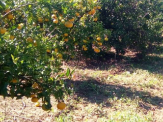 Mandarinas de Valencia, precio con entrega de 3.45-4.10 PLN
