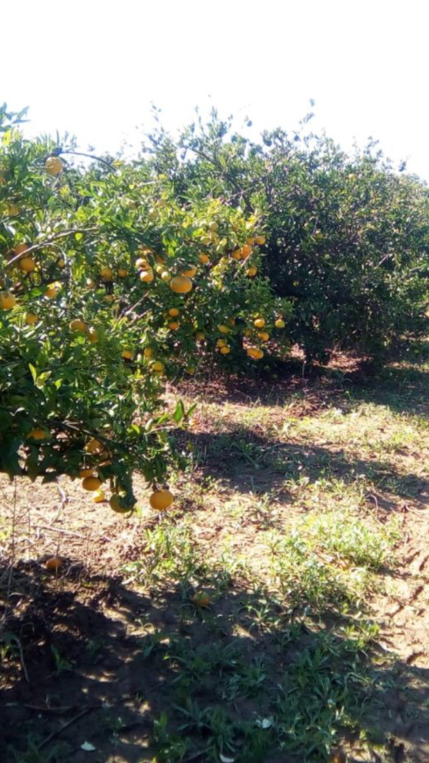 Mandarinas de Valencia, precio con entrega de 3.45-4.10 PLN / kg