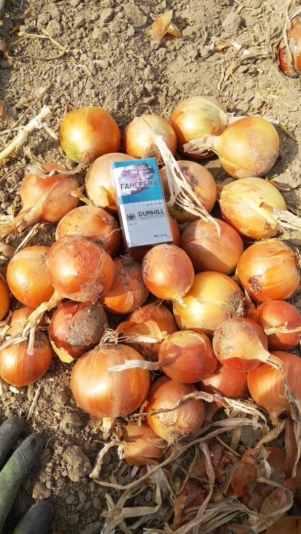 cebollas en sacos de 10 kg con entrega 1PLN por kg TEL VIBER Whatsapp