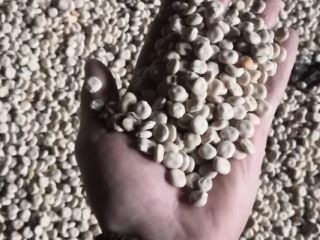 Estimados señoras y señores, ofrecemos para la entrega-Lupin white