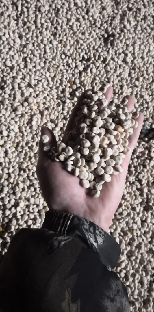 Estimados señoras y señores, ofrecemos para la entrega-Lupin white flat crop 2019