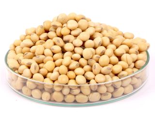 Semilla de soja de calidad premium a un precio
