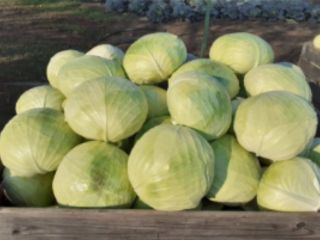 Col fresca y agradable para la venta peso: 2-4kg