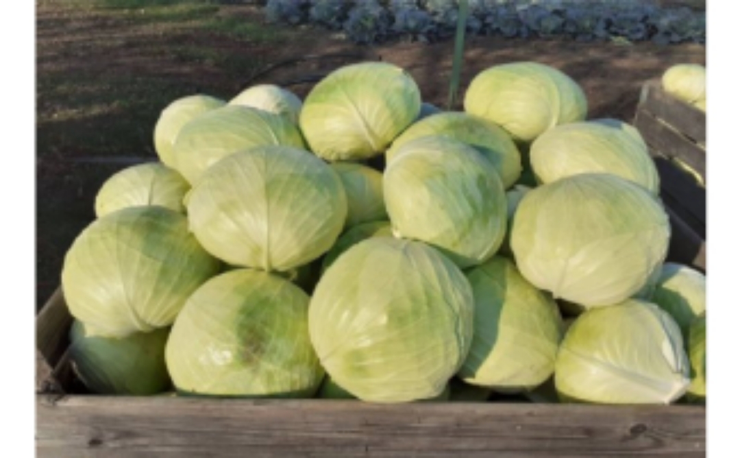 Col fresca y agradable para la venta peso: 2-4kg cantidad 3-6 t Contácteme con confianza 0.39 € / kg varía mucho el precio