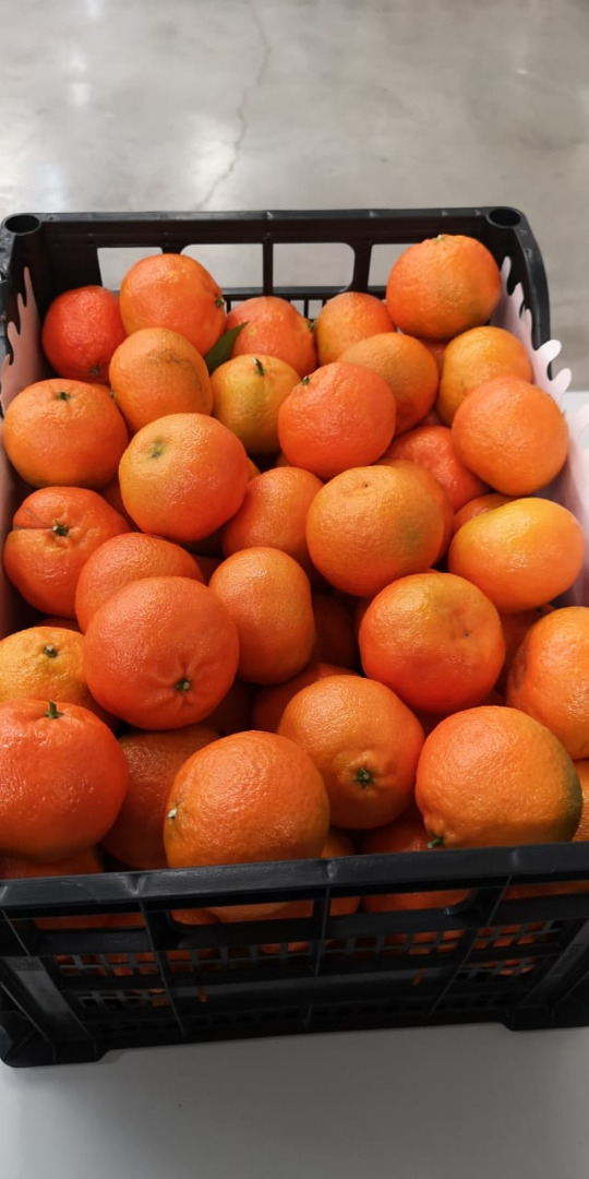 Clementina premium griega PRECIO EXW => 0,68 € / kg en cajas de madera / plástico de 10 kg de peso neto