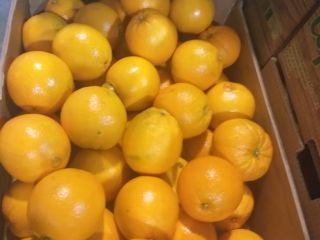 Naranjas España región Valencia kal 7 8 embalado 15