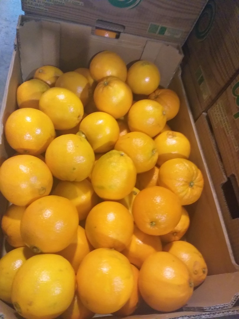 Naranjas España región Valencia kal 7 8 embalado 15 kg en natillas o cartón precio 0.50 exw