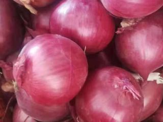 Cebolla roja fresca disponible para ventas si está interesado,