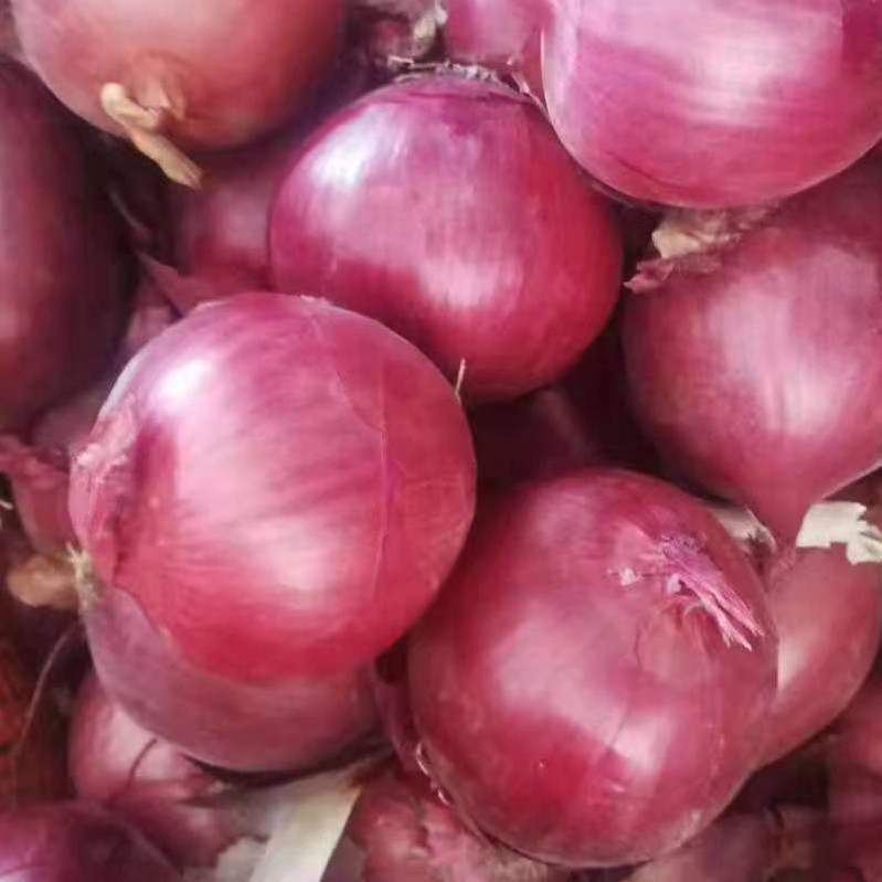 Cebolla roja fresca disponible para ventas si está interesado, contáctenos con su cantidad de compra y su puerto de entrega, para que podamos cotizar el precio