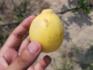 Aproximadamente 40,000 kilogramos de limones de Lisboa y Eureka