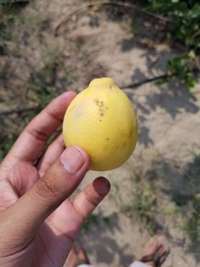 Aproximadamente 40,000 kilogramos de limones de Lisboa y Eureka estarán listos para ser recolectados y enviados en enero de 2020