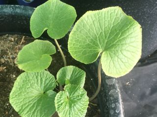 Plantas de wasabi - DARUMA, MAZUMA, GREEN THUMB, MISHO