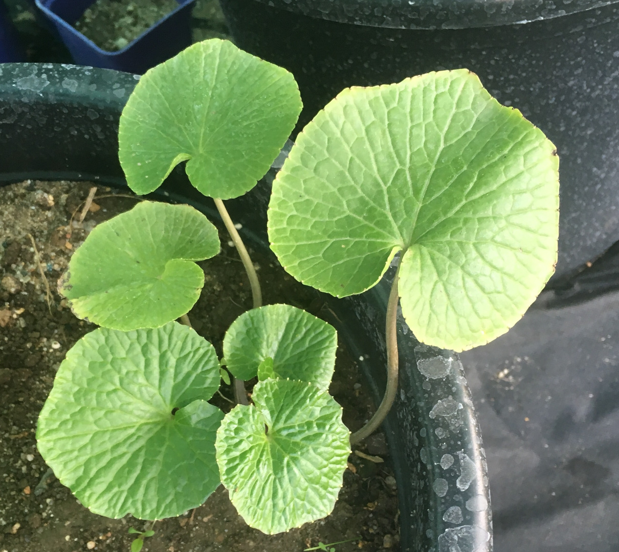 Plantas de wasabi - DARUMA, MAZUMA, GREEN THUMB, MISHO 1 pc- 19,9 € (euro) envío- 18 € envío gratis: 25 piezas- 18,9 € 50 piezas- 18,3 € 100 piezas- 16,9 € 500