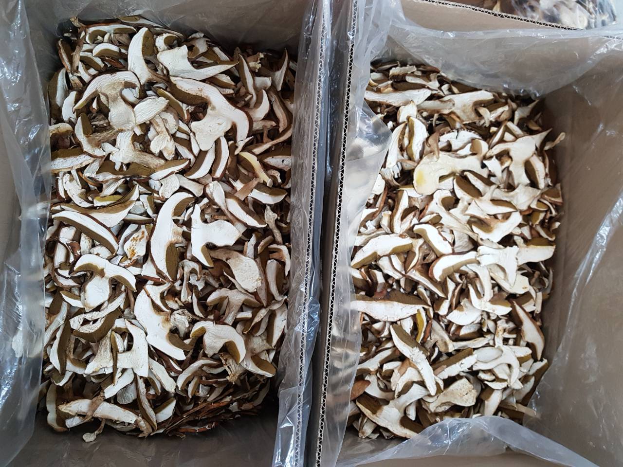 Hongos porcini secos y congelados en grandes cantidades