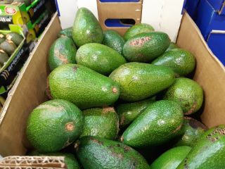 Aguacates directamente del fabricante. Fuerte y variedad hass. El