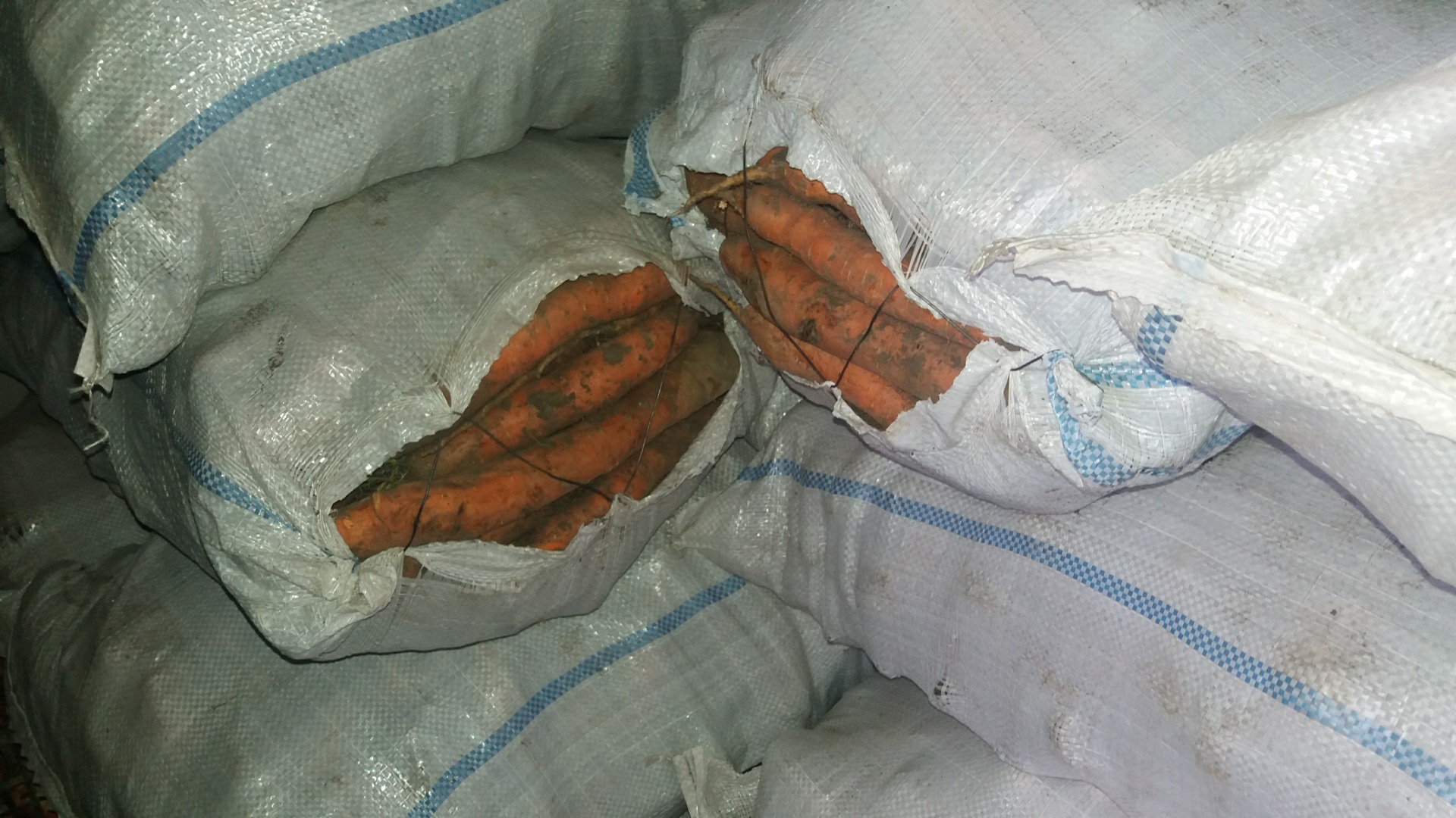 Vendo zanahorias y encurtidos