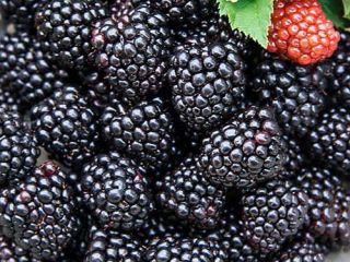 Frutas frescas producen
