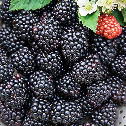 Frutas frescas producen
