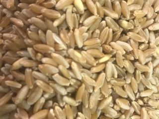 Ofrecemos 4 clases de trigo. Volúmenes de 5.000 a