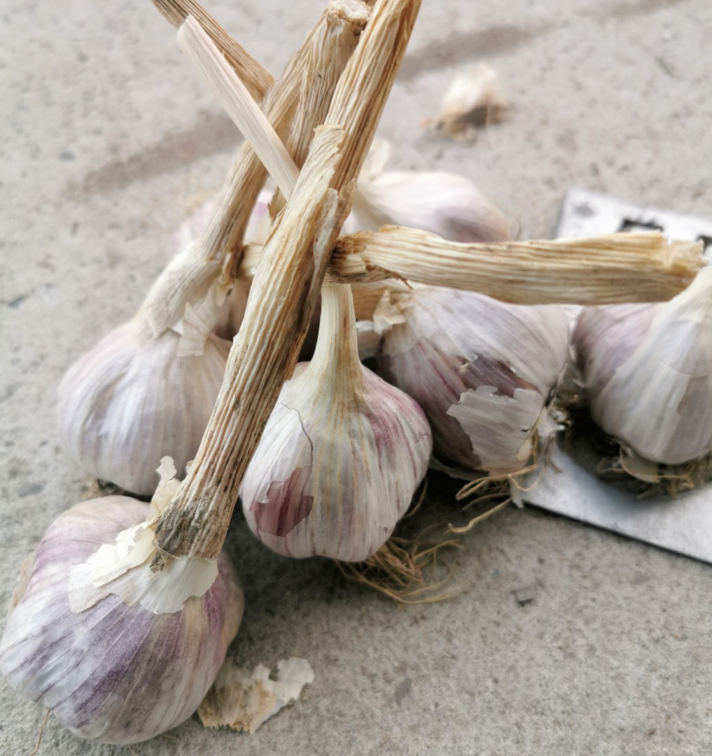 Harnaś ajo, sano, agradable, calibrado