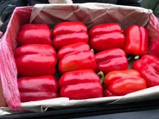 Ofrezco cebollas producidas en Bielorrusia y Kazajstán en los