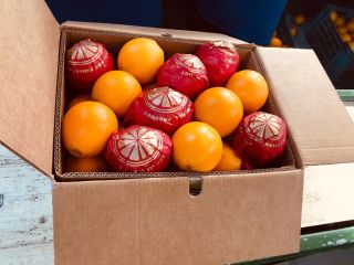 Venderé naranjas (Egipto) Egipto: United Horus para el fabricante