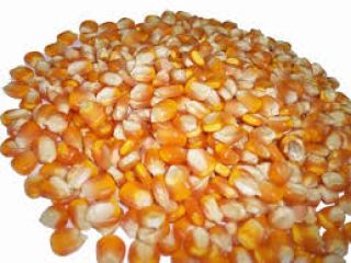 Podemos suministrar maíz amarillo a granel. Podemos suministrar Grado