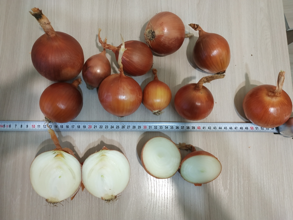 Saludos, represento a una empresa agrícola de Kazajstán, que cultiva y cultiva cebollas amarillas y doradas