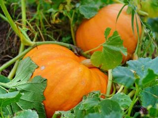 Venderé una calabaza de Halloween, contáctame si estás interesado