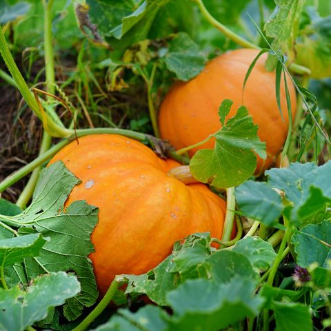 Venderé una calabaza de Halloween, contáctame si estás interesado