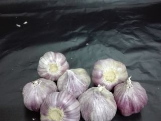 Venderé la variedad de ajo Harnaś kalibere + 45