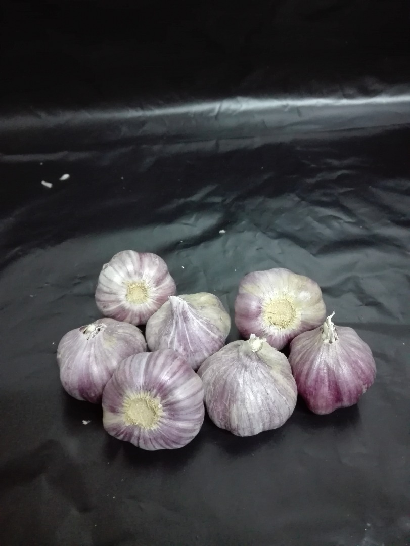 Venderé la variedad de ajo Harnaś kalibere + 45 a 50 de mi propia granja, tengo alrededor de 150,000 artículos