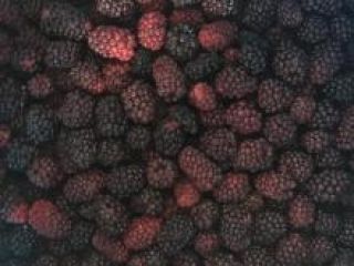Somos el principal exportador de moras, contácteme si está