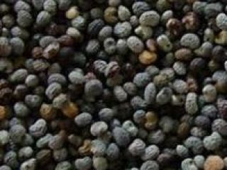 Somos el principal exportador de semillas de amapola, contácteme