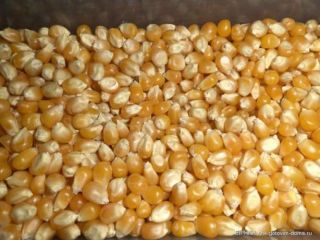 Vendemos comida de maíz. Grandes cantidades de 3.000 a