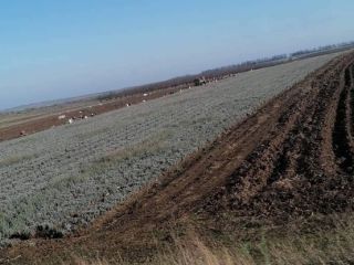 Las plántulas de lavanda del paraíso y la seitópolis