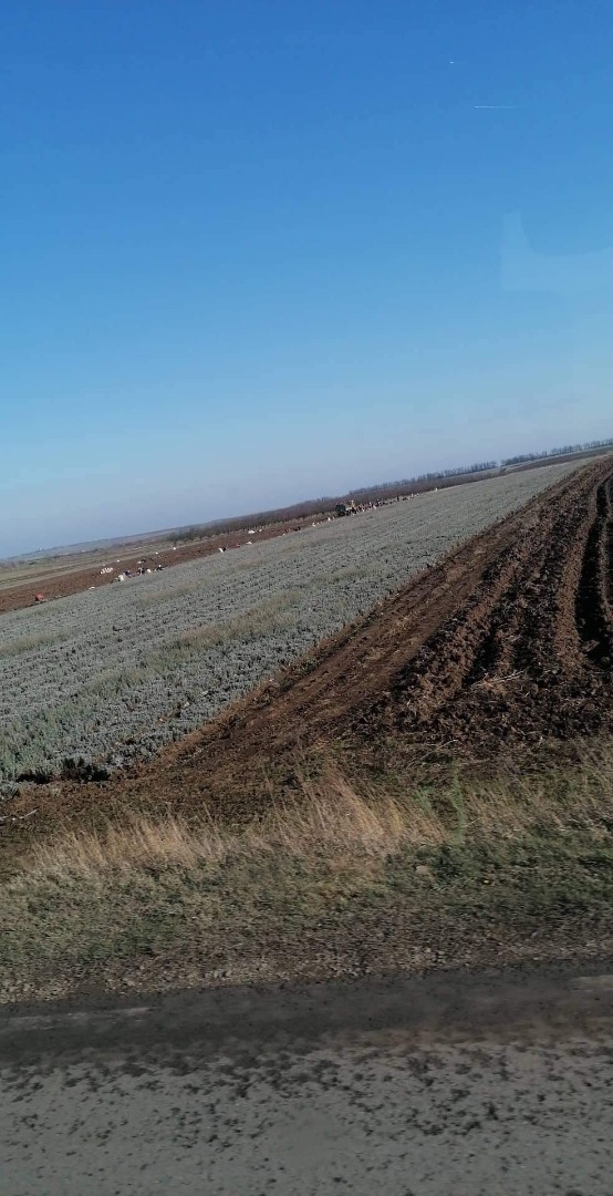 Las plántulas de lavanda del paraíso y la seitópolis tienen un precio de 0.12lv a 0.08lv dependiendo del número de cable