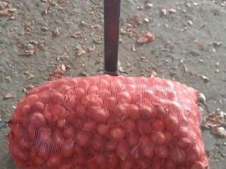 Cebollas doradas gruesas y saludables, de cualquier tamaño o